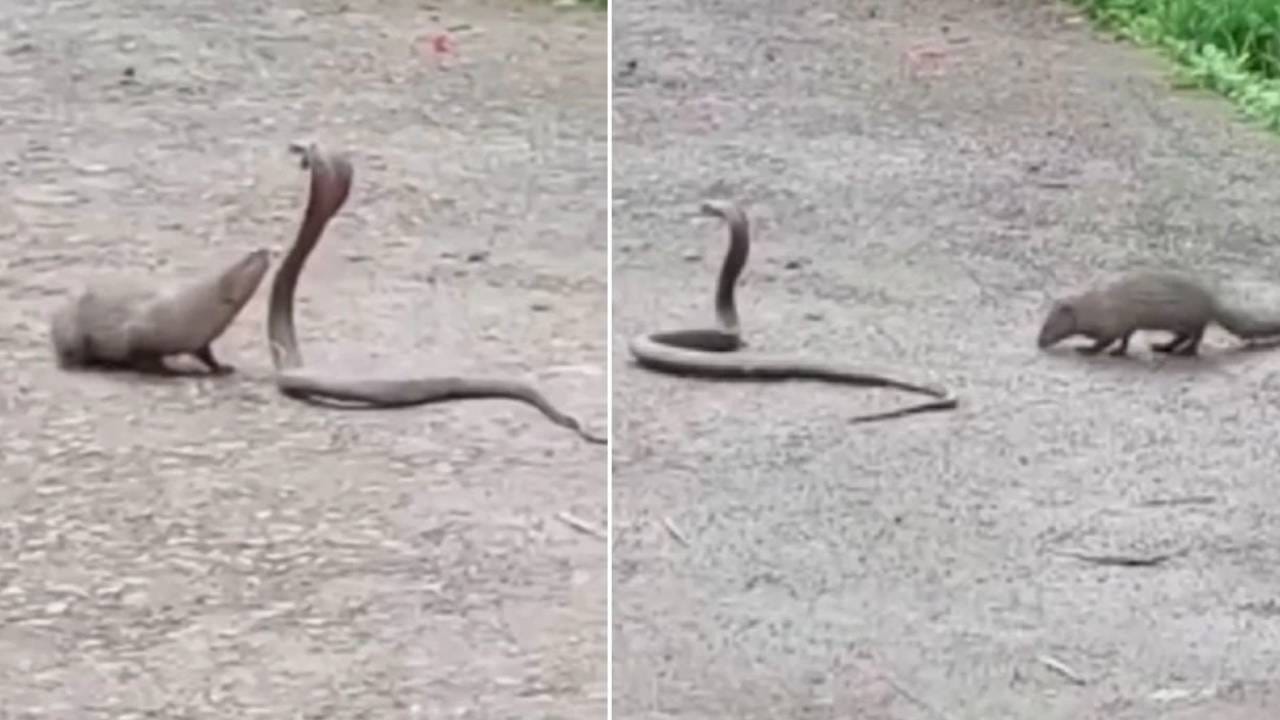 जिंकला जिंकला! साप नाही, मुंगूस! खतरनाक व्हिडीओ जिंकला जिंकला! साप नाही, मुंगूस! खतरनाक व्हिडीओ