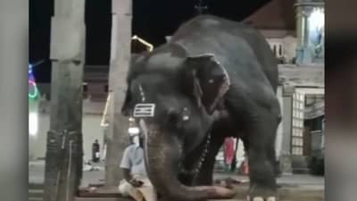 हत्तीचा क्युट व्हिडीओ बघा, दिवस चांगला जाईल!