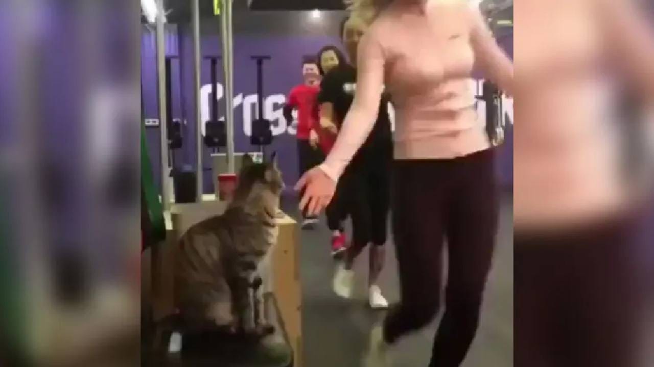 Video : मांजराचा स्वॅग पाहिला का?, सोशल मीडियावर व्हिडिओ प्रचंड व्हायरल Video : मांजराचा स्वॅग पाहिला का?, सोशल मीडियावर व्हिडिओ प्रचंड व्हायरल