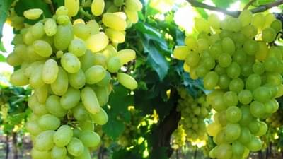 द्राक्षाची गोडी लांबली... यंदाच्या वर्षी द्राक्ष बागायतदारांना असा बसणार मोठा फटका