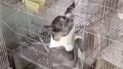 मित्रावर जीव जडला, मैत्रीसाठी तो सापाशी भिडला; कुत्र्याचा कमालीचा करारी बाणा