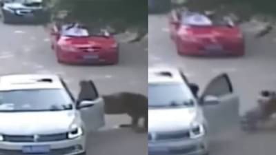 वाघाने या मुलीला जंगलात ओढून नेलं, भयानक व्हिडीओ