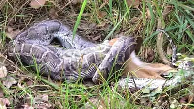 बघता बघता त्या अजगराने हरणाला गिळून टाकले, व्हिडीओ!