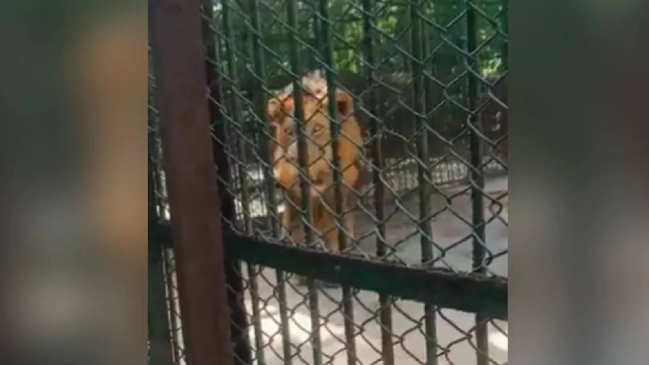 VIDEO : हौशी पर्यटक व्हिडिओ काढत होते, इतक्यात सिंहाने जे केले ते पाहून पोट धरुन हसाल