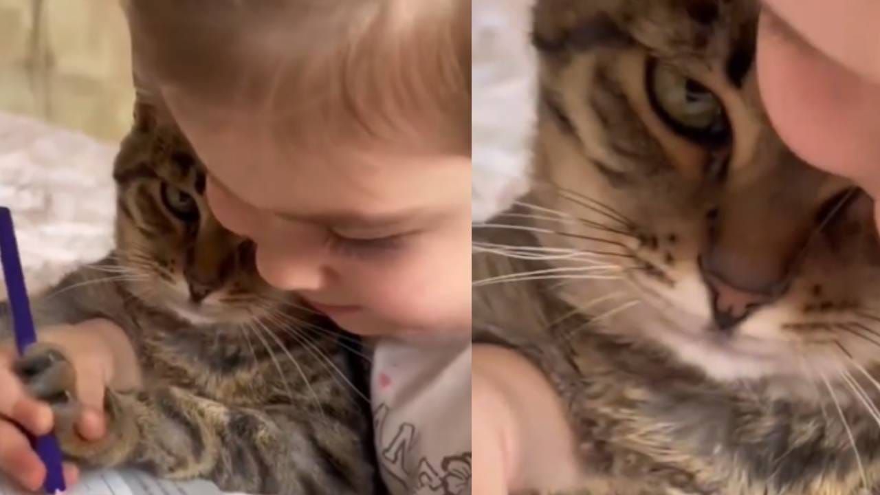 या चिमुकलीने मांजराला जबरदस्ती पकडून पेंटिंग करायला लावलंय, आजवरचा सगळ्यात क्युट व्हिडीओ या चिमुकलीने मांजराला जबरदस्ती पकडून पेंटिंग करायला लावलंय, आजवरचा सगळ्यात क्युट व्हिडीओ