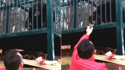 चरसी चिम्पाझीचा हा व्हिडिओ पाहिला का? सोशल मीडियावर तुफान व्हायरल