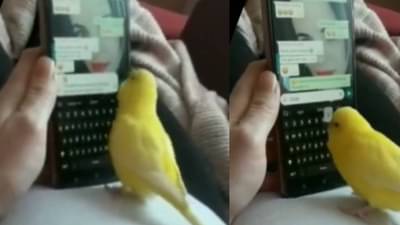 Whatsapp वर चॅट करणारा पोपट!