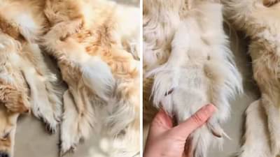 कुत्र्याच्या मृत्यूनंतर घरातल्या लोकांनी असं काही केलं की बातमीने इंटरनेटवर धुमाकूळ घातला