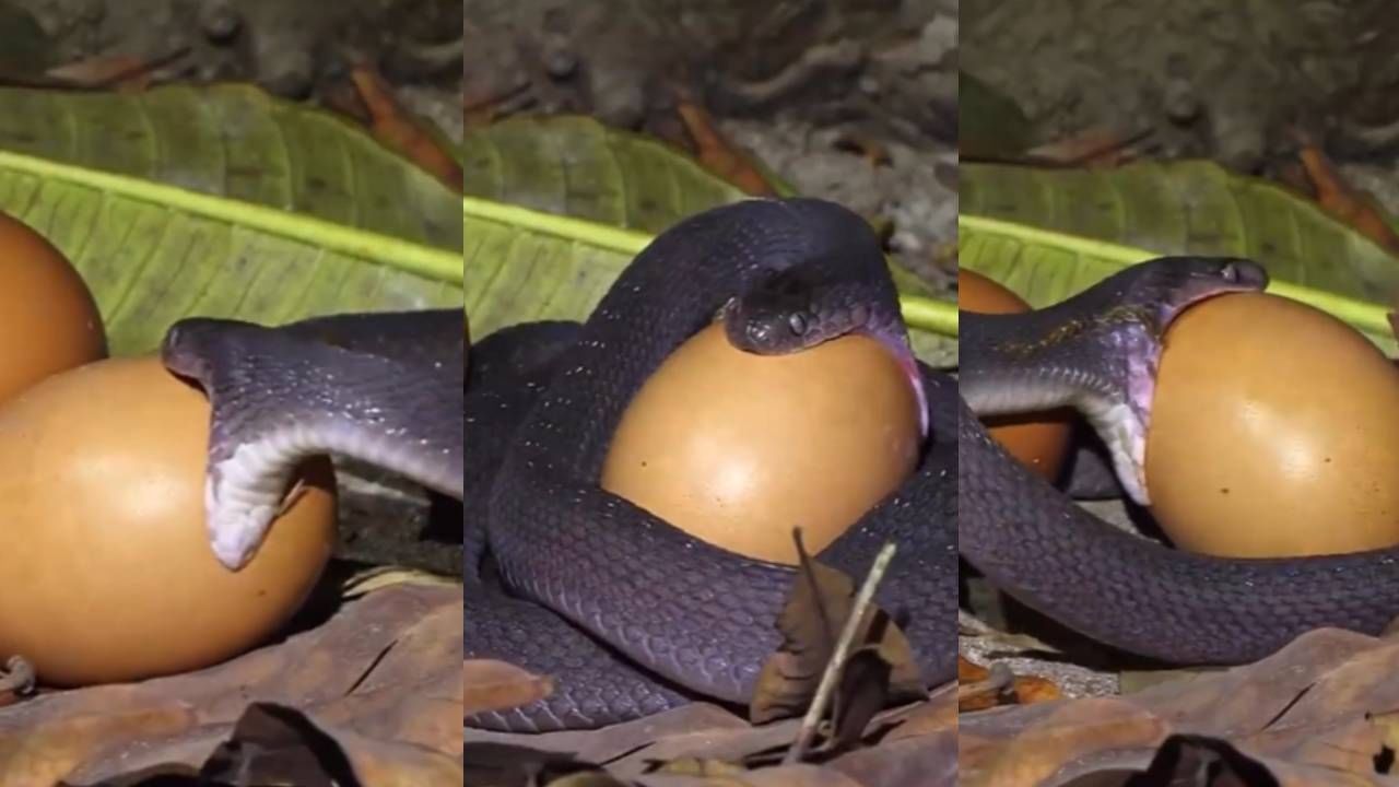 साप भलं मोठं अंडं गिळतोय, कधी पाहिलाय का हा व्हिडीओ? बघा