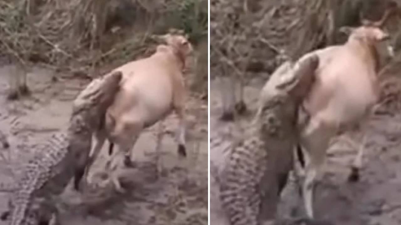 VIDEO : मगरीने केला हल्ला, पण गाईने अशी मिळवली मगरमिठीतून सुटका