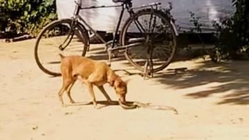 VIDEO : कुत्र्याची निष्ठा पहा ! घरातील सदस्यांचा जीव वाचवण्यासाठी सापाशी दिली झुंज