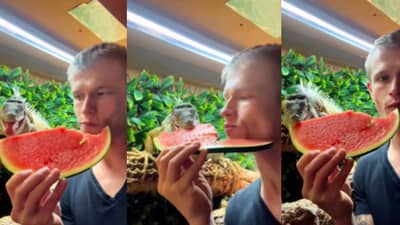 हा माणूस नेमका कोणत्या प्राण्यासोबत कलिंगड खातोय? नेटकरी भडकले