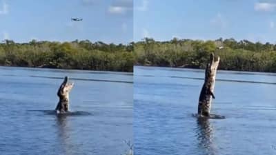 फ्लॉवर समझा था फायर निकली ये! मगरीने अशी काही आकाशाच्या दिशेने झेप घेतली