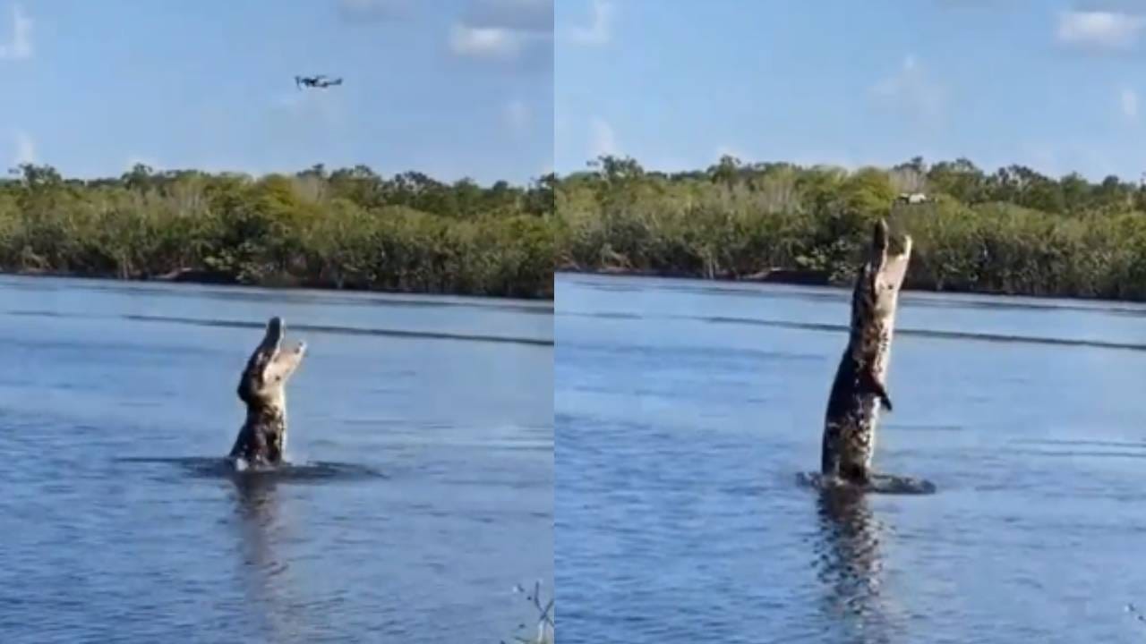 फ्लॉवर समझा था फायर निकली ये! मगरीने अशी काही आकाशाच्या दिशेने झेप घेतली फ्लॉवर समझा था फायर निकली ये! मगरीने अशी काही आकाशाच्या दिशेने झेप घेतली