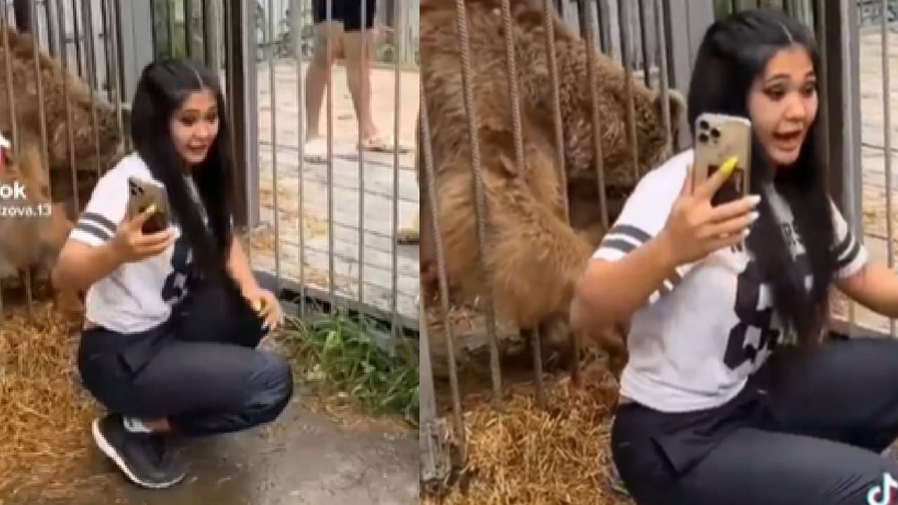 हा बघा कॉन्फिडन्स बघा, प्राणीसंग्रहालयात गेल्यावर सेल्फी काढावा वाटला हिला! मग प्राण्यांनीही दाखवला इंगा हा बघा कॉन्फिडन्स बघा, प्राणीसंग्रहालयात गेल्यावर सेल्फी काढावा वाटला हिला! मग प्राण्यांनीही दाखवला इंगा