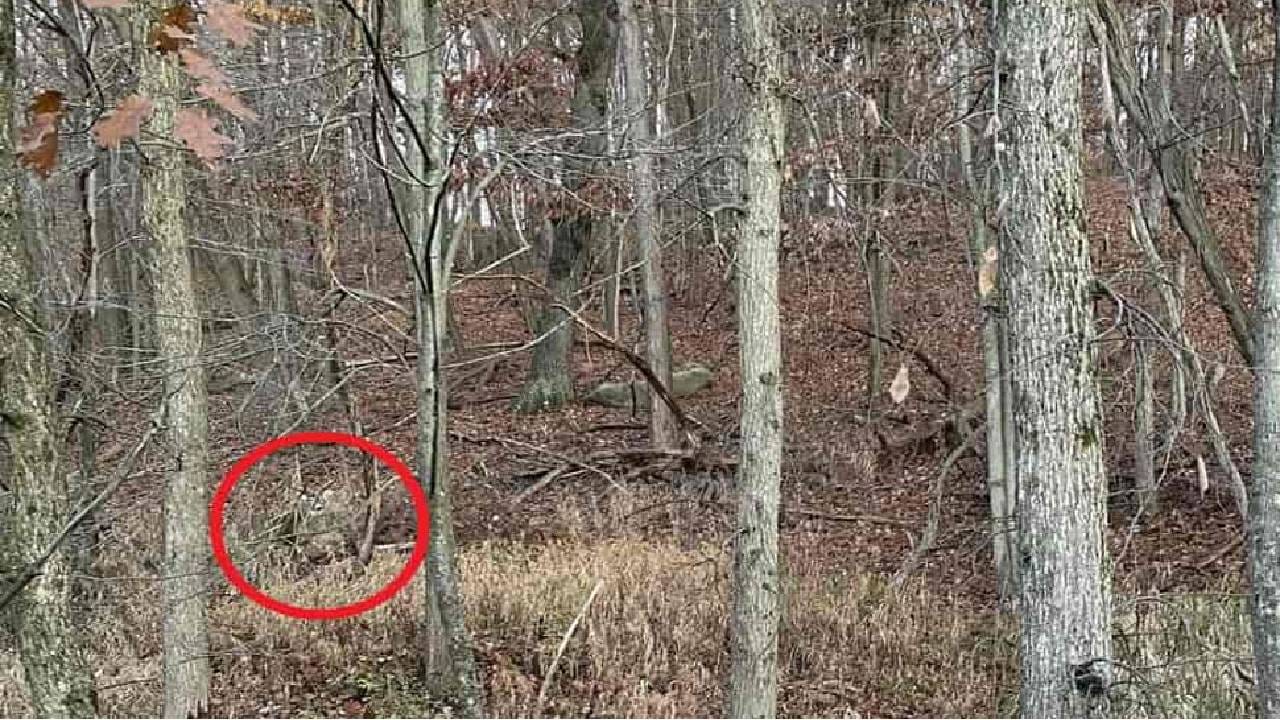 Spot the hidden deer