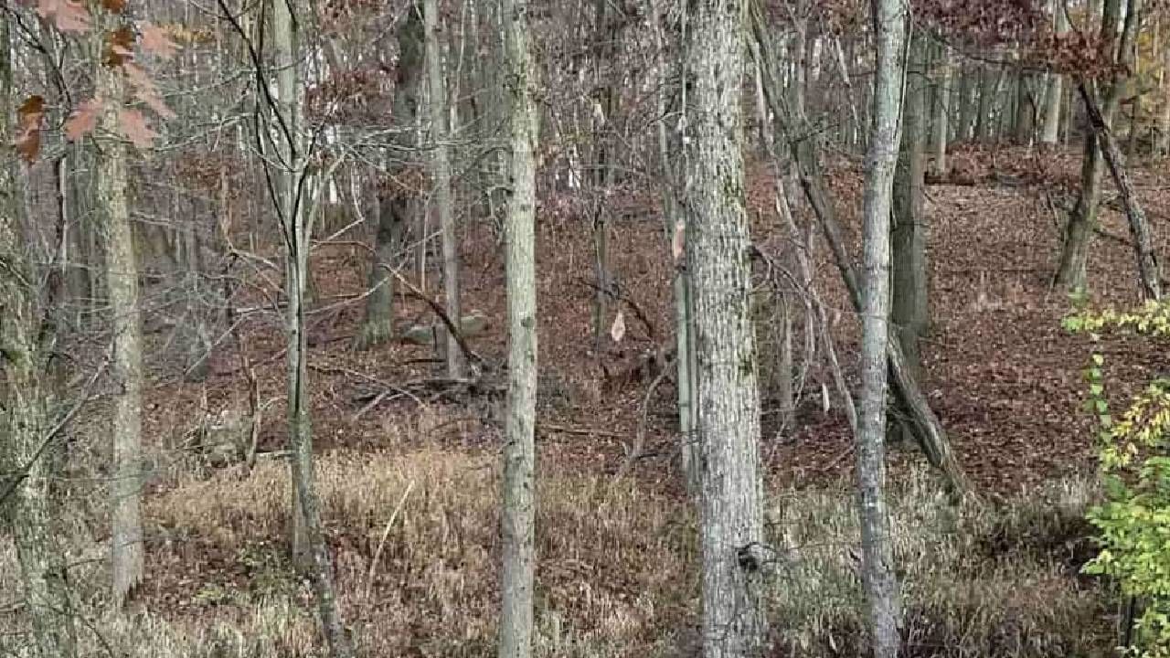 जंगलात दडलेलं हरीण शोधा, हुशारांच्या यादीत स्थान मिळवा! जंगलात दडलेलं हरीण शोधा, हुशारांच्या यादीत स्थान मिळवा!