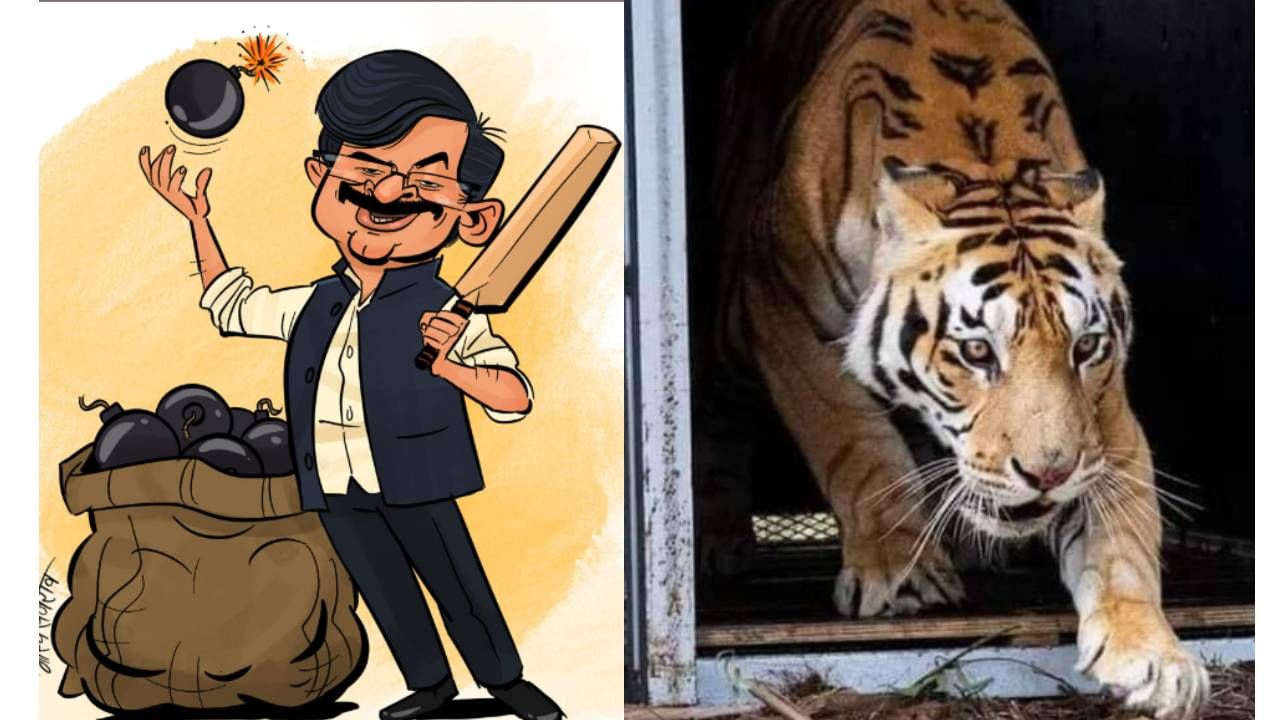 Tiger is Back, #SanjayRaut ट्विटरवर ट्रेंडिंग! कोण आला रे कोण आला... नेटकरी काय थांबायचं नाव घेईना