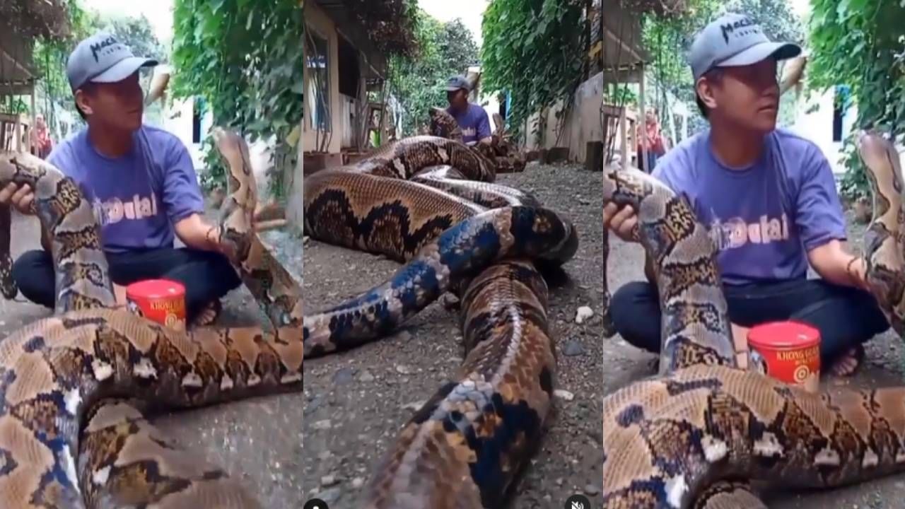 अबब! एवढा मोठा अजगर - python snake video goes viral man sitting with ...