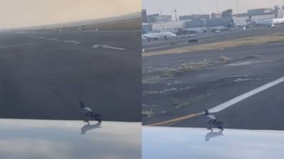 ए भाई ए...कुठे? कबुतराची टशन बघा, विमानावर बसलं, विमान उडालं तरी उडायचं नाव घेईना...त्यानंतर