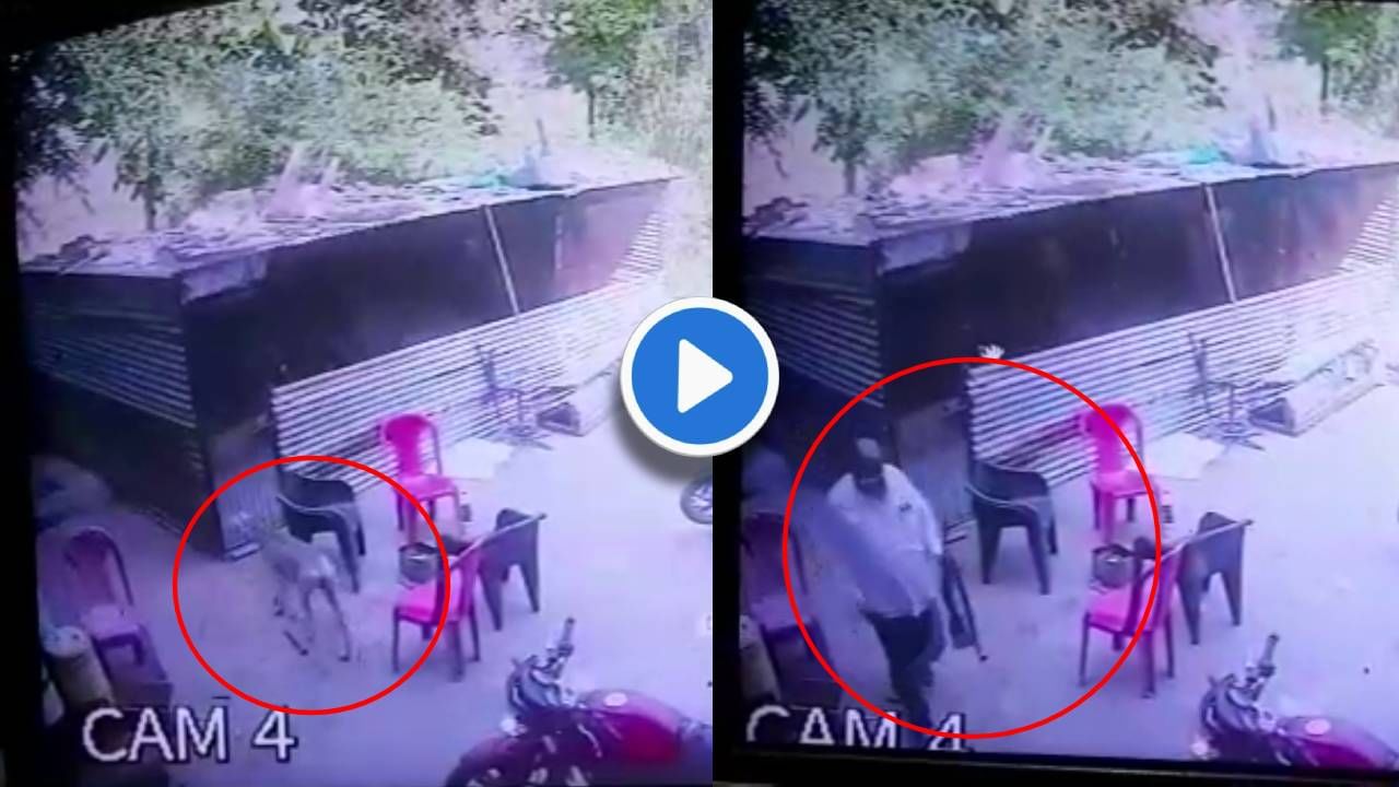 CCTV : 'माझ्यावर भुकंतो? थांब दाखवतोच' म्हणत कुत्र्याची हत्या! परळी येथील धक्कादायक प्रकार