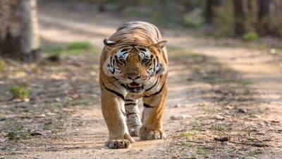 मॉर्निंग वॉकला गेला...या कारणाने हृदयाचे ठोके दुपटीने वाढले, ऐकून धक्काच बसेल...