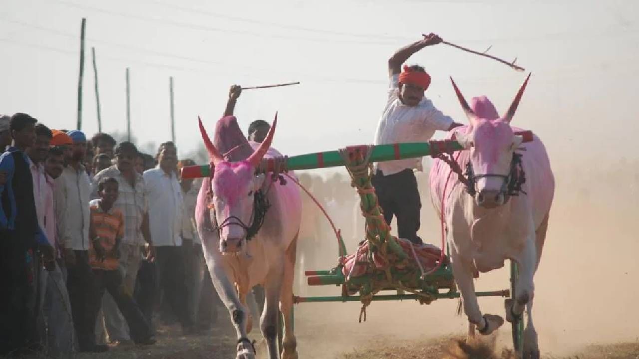 बैलगाडा शर्यतीच्यावेळीच अंदाधूंद गोळीबार, दोन्ही गटातील वाद टोकाला...