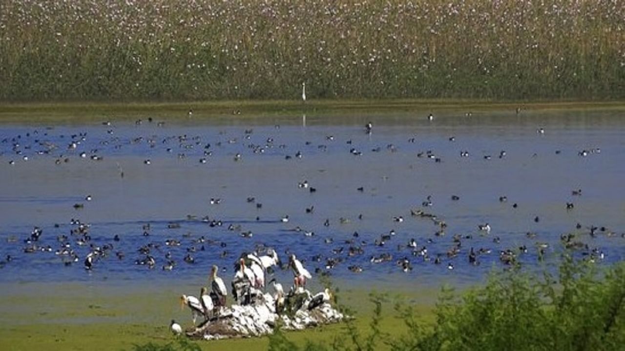 File:Nandur Madhmeshwar Bird Sanctuary.jpg - Wikimedia Commons