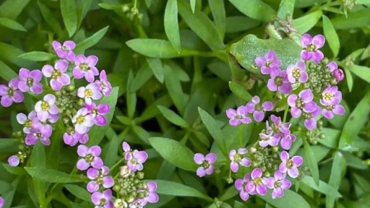 टक लावून पाहिलंत तरीही बेडूक सापडणार नाही, कोडं सोडवायला नजर सुद्धा तीक्ष्ण लागते! टक लावून पाहिलंत तरीही बेडूक सापडणार नाही, कोडं सोडवायला नजर सुद्धा तीक्ष्ण लागते!