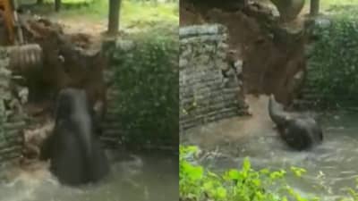 एका हत्तीला वाचविण्यासाठी इतका खटाटोप! बघा व्हिडीओ, माणुसकीवर विश्वास बसेल