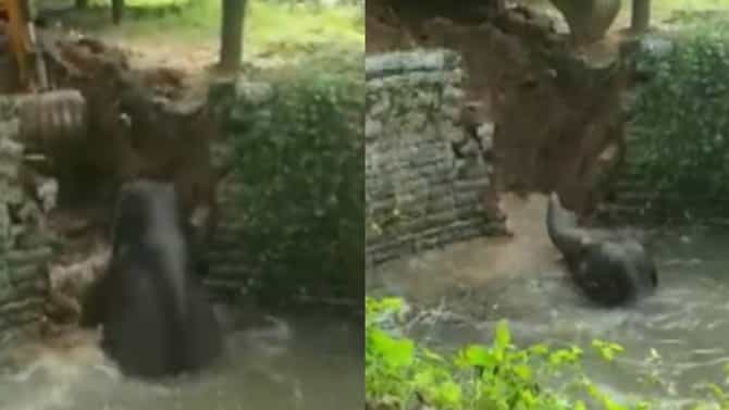 एका हत्तीला वाचविण्यासाठी इतका खटाटोप! बघा व्हिडीओ, माणुसकीवर विश्वास बसेल