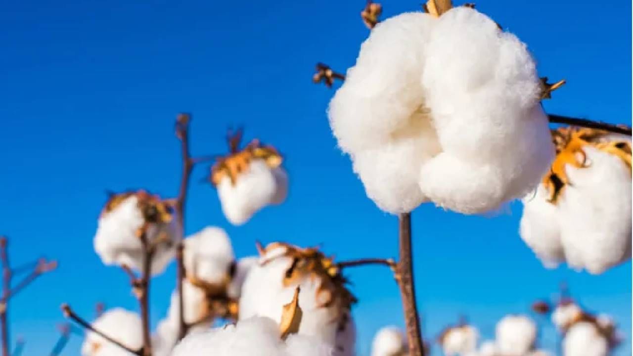 cotton rate : कापसाच्या दरात घसरणीची काय आहे चीन कनेक्शन?