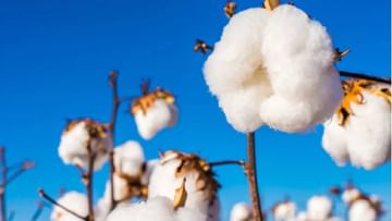 Cotton : कापसाचा भाव घसरणार? काय आहेत कारणं, काय होईल परिणाम, तज्ज्ञांचा अंदाज काय..