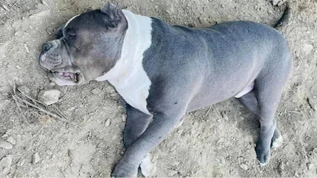 गब्बरने शेवटच्या श्वासापर्यंत सापाशी लढा दिला, मालकासाठी त्याने आपला जीव दिला! गब्बरने शेवटच्या श्वासापर्यंत सापाशी लढा दिला, मालकासाठी त्याने आपला जीव दिला!