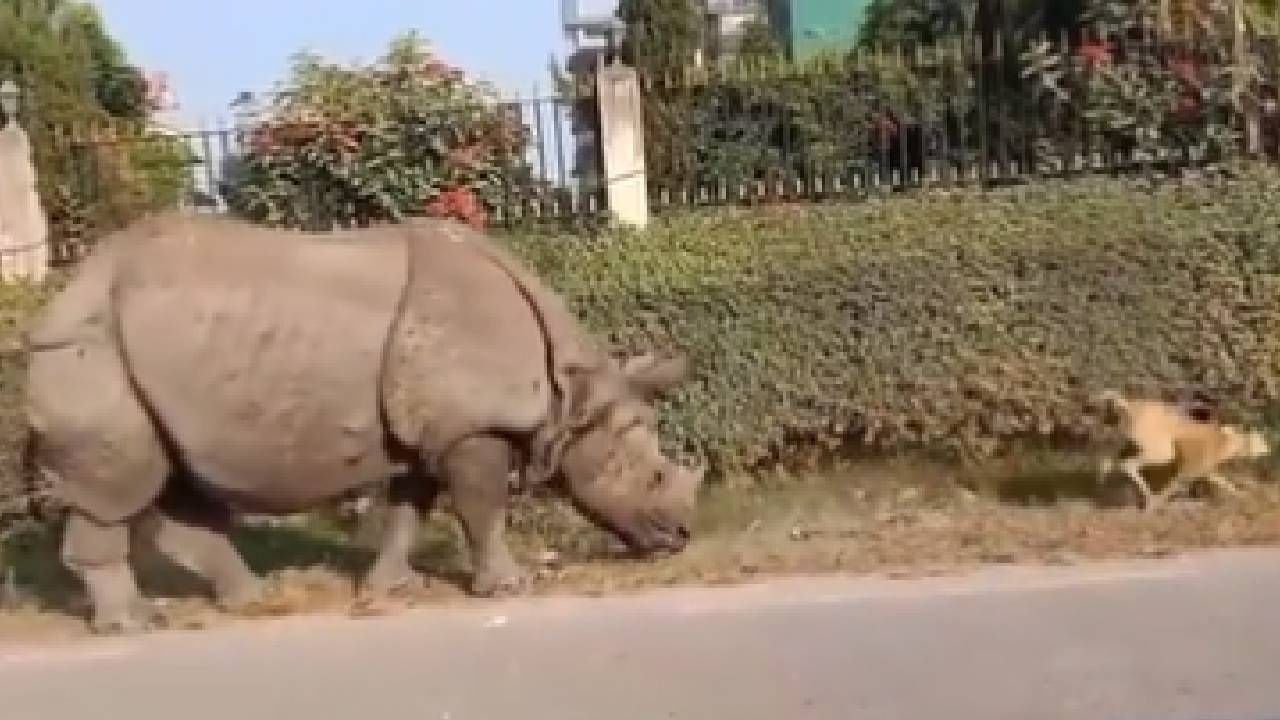 हाय का आता! घाबरलं ना ते कुत्रं, असं कुठं असतंय का? एवढासा जीव हाय का आता! घाबरलं ना ते कुत्रं, असं कुठं असतंय का? एवढासा जीव