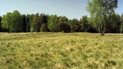 आहात का तुम्ही ब्रिलियंट? सांगा मग फोटोत शिकारी कुठे आहे?