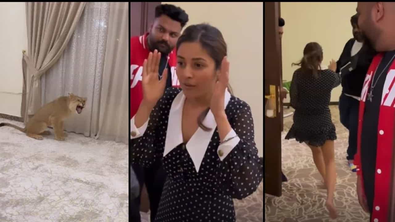 Video: सिंहाला रुममध्ये पाहून शहनाझ गिलची उडाली घाबरगुंडी; व्हिडीओ व्हायरल