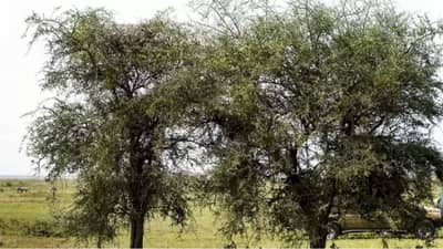 हार ना मानो! बिबट्या शोधायचा, सहज दिसला नाही तरी प्रयत्न करून शोधायचा...