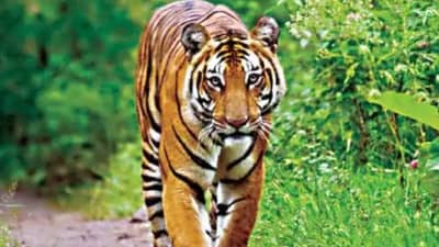 विदर्भात वाघ-वन्यजीव संघर्ष, इतक्या ग्रामस्थांचा मृत्यू, यांनी सांगितली उपाययोजना