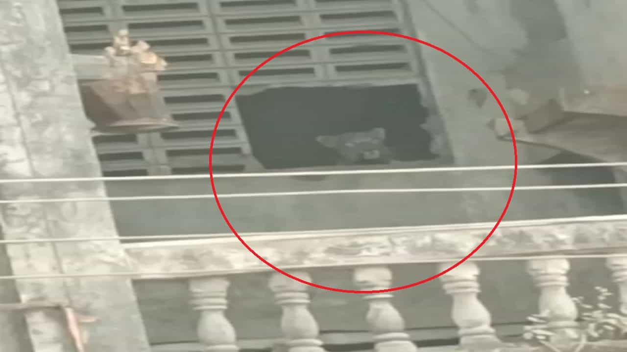 फटाके फोडले, रेस्क्यू ऑपरेशन, पण तरीही हाती येईना, तब्बल दहा तासांच्या प्रयत्नांनंतर कल्याणमध्ये बिबट्या जेरबंद