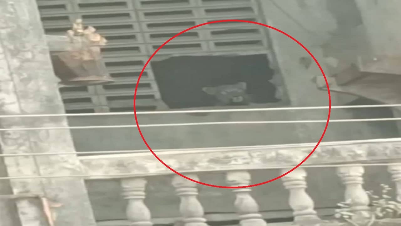 फटाके फोडले, रेस्क्यू ऑपरेशन, पण तरीही हाती येईना, तब्बल दहा तासांच्या प्रयत्नांनंतर कल्याणमध्ये बिबट्या जेरबंद