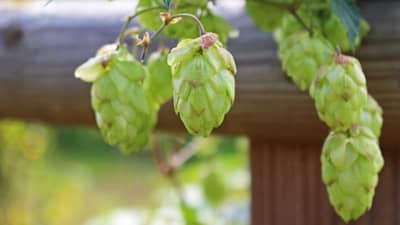 सांगा जगातली सर्वात महागडी भाजी कोणती? किती रुपयांना असेल? अंदाज?