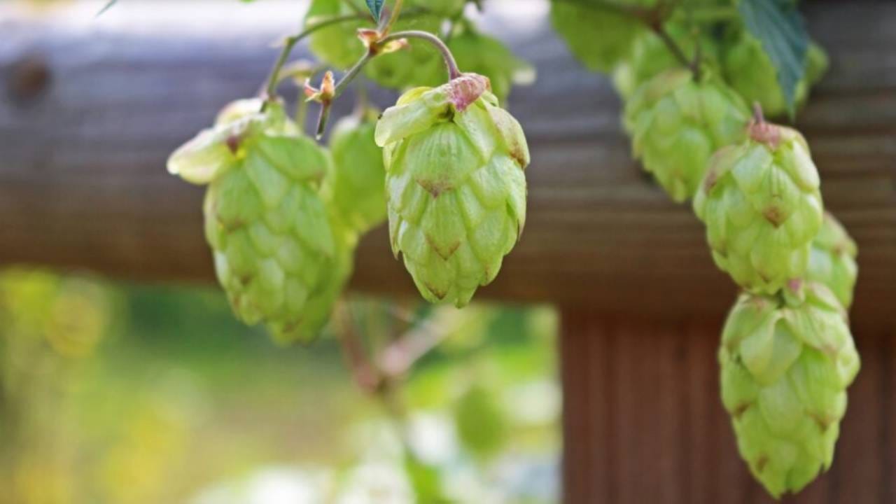 सांगा जगातली सर्वात महागडी भाजी कोणती? किती रुपयांना असेल? अंदाज? सांगा जगातली सर्वात महागडी भाजी कोणती? किती रुपयांना असेल? अंदाज?