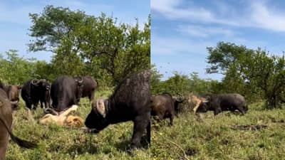 सुमारे 15 मिनिटे म्हशी सिंहाला फेकत राहिल्या, पार व्हॉलीबॉल!