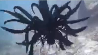 ऑक्टोपस आणि जेलीफिशसारखा दिसणारा हा विचित्र मासा! Video