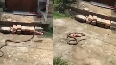 साप चप्पल घेऊन पळाला! होय चक्क साप चप्पल उचलून पळालाय...बघा