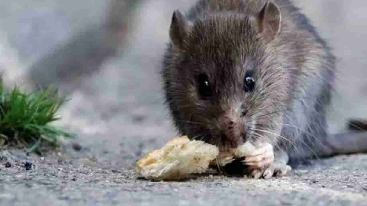 Rat Death : उंदराला नाल्यात बुडवून मारणारा तरुण अटकेत..मृत्यूचे कारण शोधण्यासाठी पोलीस करणार पोस्टमार्टम..