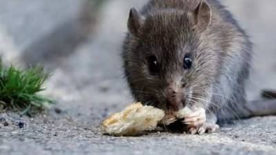 Rat Death : उंदराला नाल्यात बुडवून मारणारा तरुण अटकेत..मृत्यूचे कारण शोधण्यासाठी पोलीस करणार पोस्टमार्टम..
