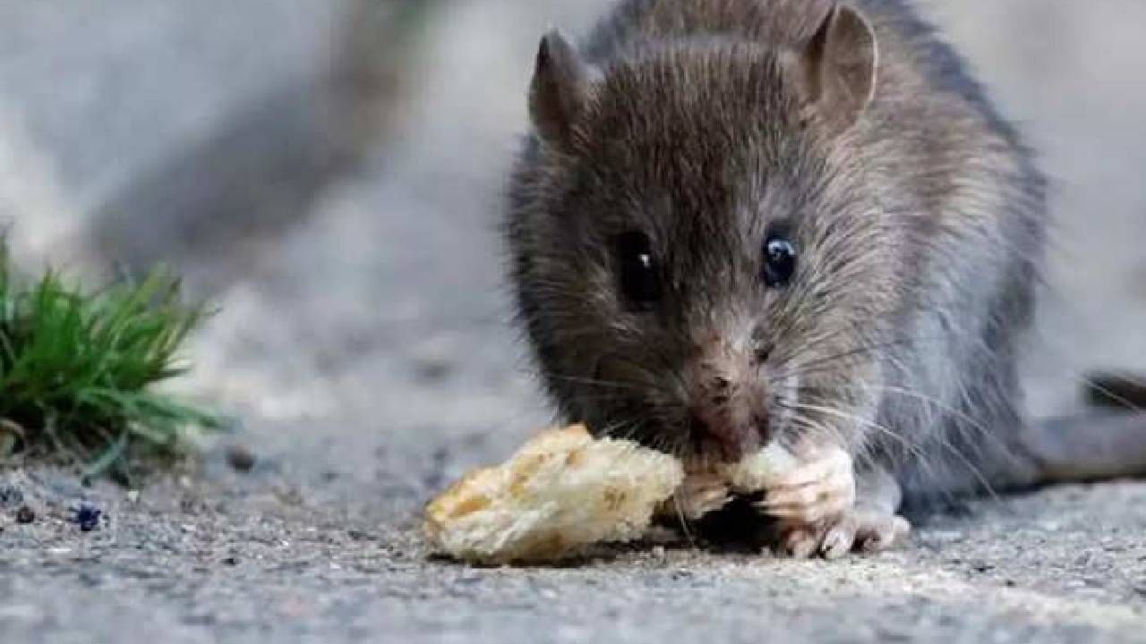 Rat Death : उंदराला नाल्यात बुडवून मारणारा तरुण अटकेत..मृत्यूचे कारण शोधण्यासाठी पोलीस करणार पोस्टमार्टम..