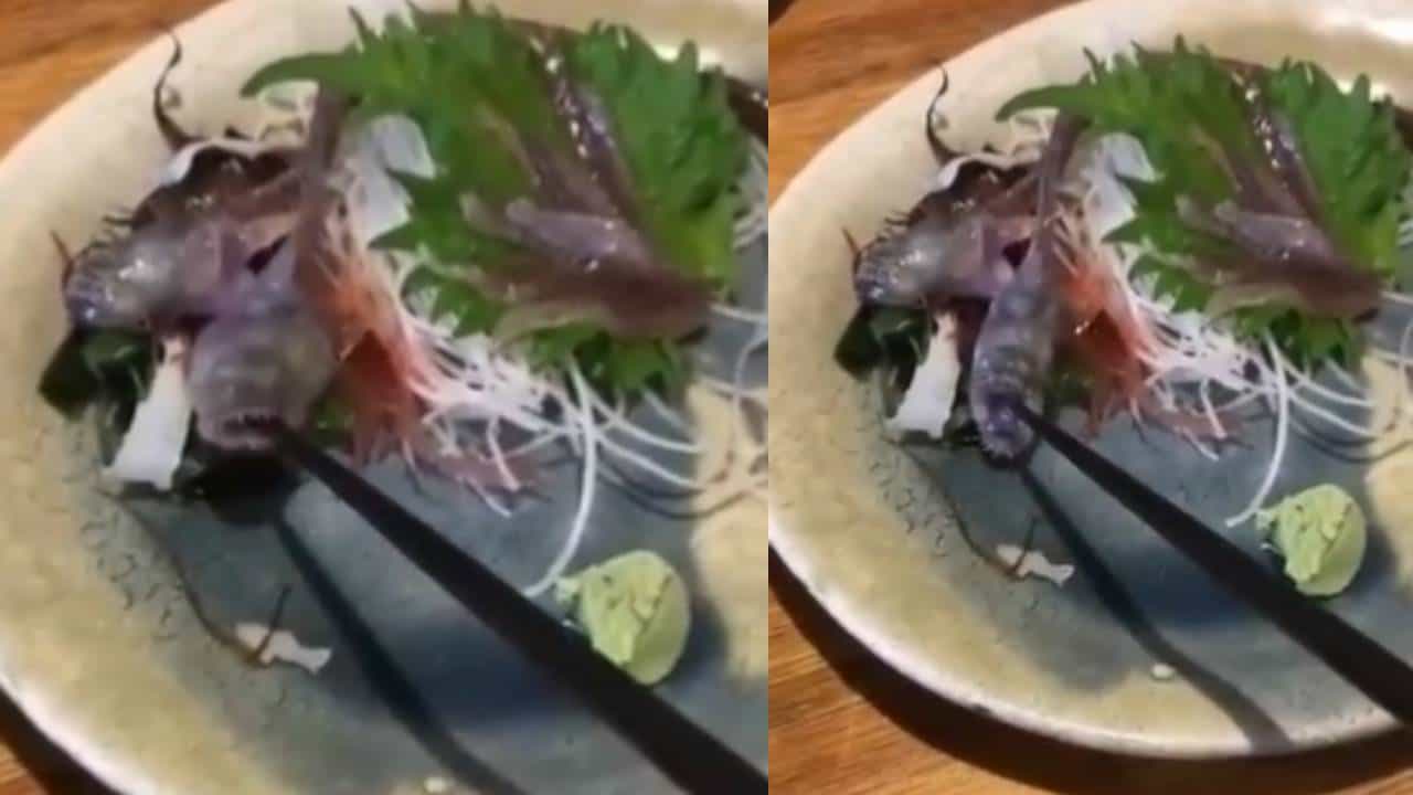 आवडीने मासा खायला गेला तितक्यात...